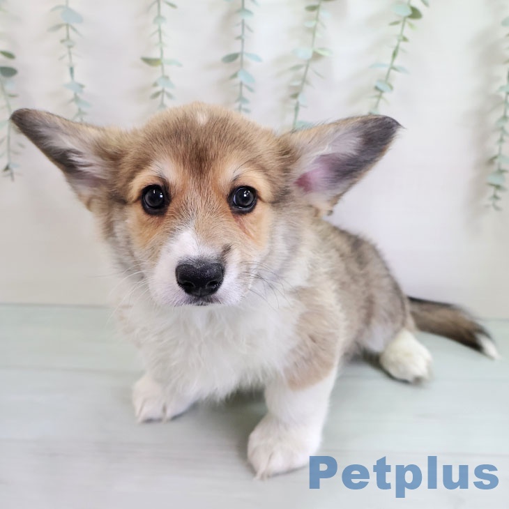 福島県のウェルシュコーギーペンブローク (ペットプラス 福島店/2025年11月10日生まれ/男の子/レッドホワイト)の子犬
