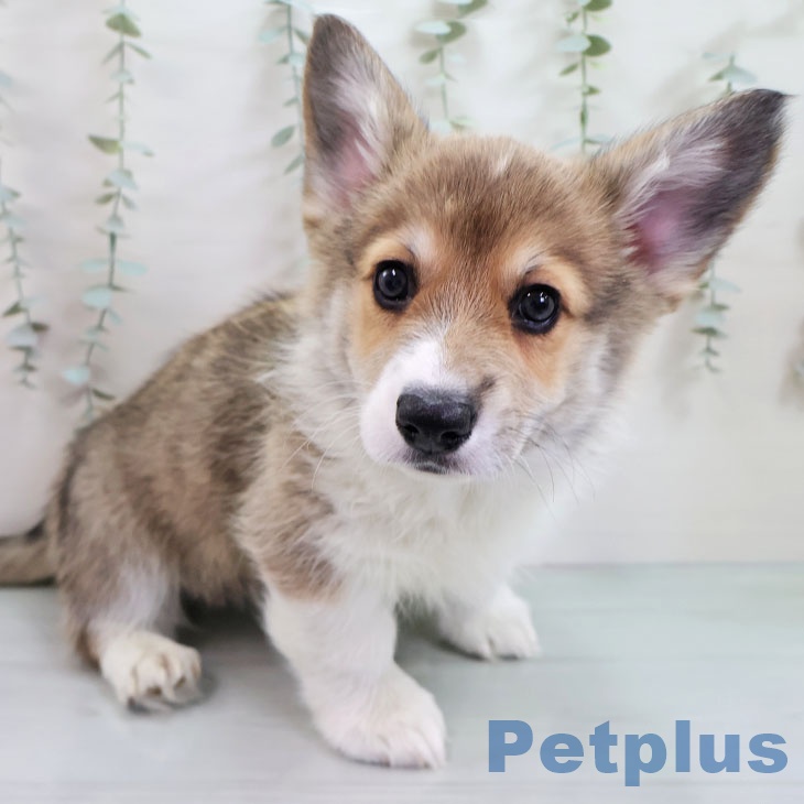 福島県のウェルシュコーギーペンブローク (ペットプラス 福島店/2025年11月10日生まれ/男の子/レッドホワイト)の子犬の2枚目の画像