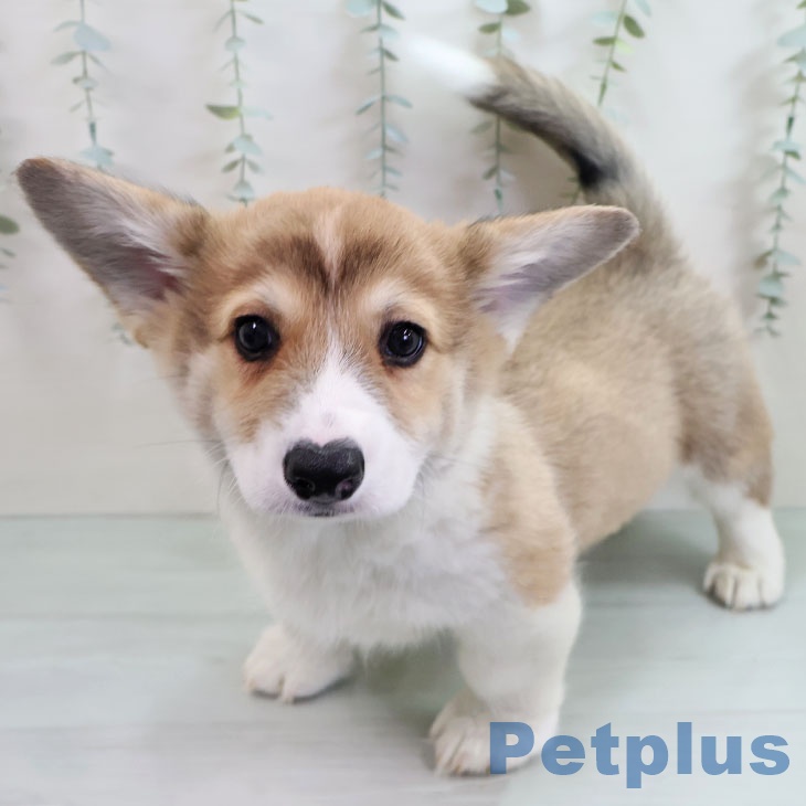 埼玉県のウェルシュコーギーペンブローク (ペッツワン 新座店/2025年11月10日生まれ/男の子/レッドホワイト)の子犬の1枚目の画像