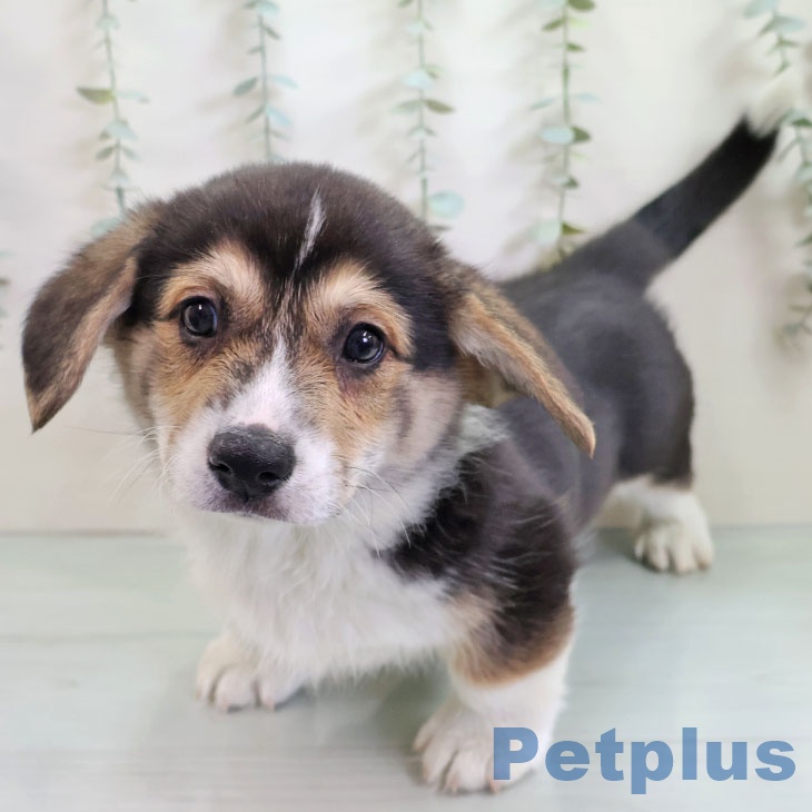 埼玉県のウェルシュコーギーペンブローク (ペットプラス 羽生店/2025年11月10日生まれ/男の子/ブラックタンホワイト)の子犬の1枚目の画像