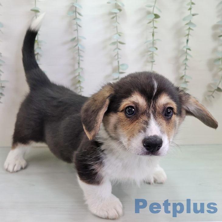 埼玉県のウェルシュコーギーペンブローク (ペットプラス 羽生店/2025年11月10日生まれ/男の子/ブラックタンホワイト)の子犬の2枚目の画像