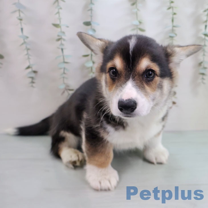 千葉県のウェルシュコーギーペンブローク (ペッツワン 千葉ニュータウン店/2025年11月10日生まれ/男の子/ブラックタンホワイト)の子犬の1枚目の画像