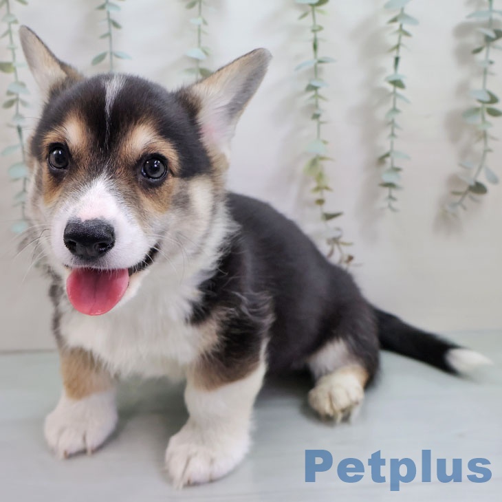 千葉県のウェルシュコーギーペンブローク (ペッツワン 千葉ニュータウン店/2025年11月10日生まれ/男の子/ブラックタンホワイト)の子犬の2枚目の画像