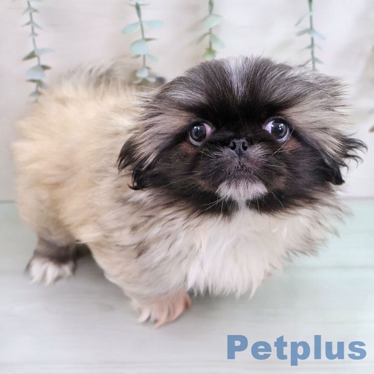 埼玉県のペキニーズ (ペッツワン 新座店/2025年11月10日生まれ/男の子/フォーン)の子犬の1枚目の画像