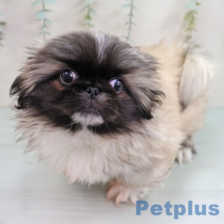 埼玉県のペキニーズ (ペッツワン 新座店/2025年11月10日生まれ/男の子/フォーン)の子犬の2枚目の画像