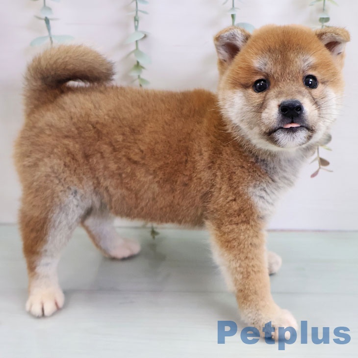 福岡県の柴犬(標準サイズ) (ペットプラス ららぽーと福岡店/2025年11月14日生まれ/男の子/赤)の子犬の2枚目の画像