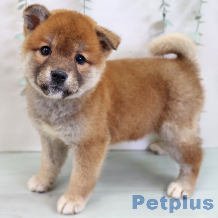 沖縄県の柴犬(標準サイズ) (ペットプラス 沖縄ライカム店/2025年11月14日生まれ/男の子/赤)の子犬の1枚目の画像