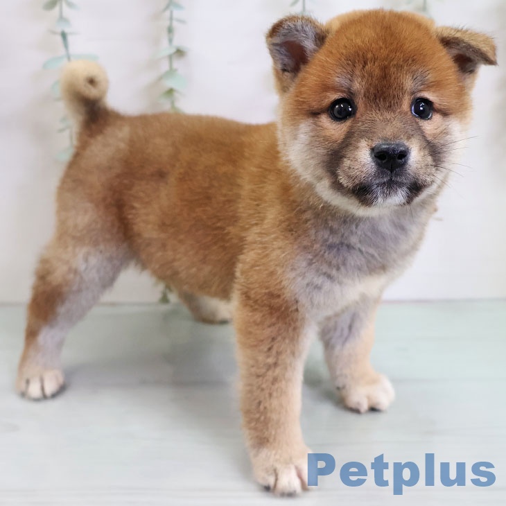 沖縄県の柴犬(標準サイズ) (ペットプラス 沖縄ライカム店/2025年11月14日生まれ/男の子/赤)の子犬の2枚目の画像