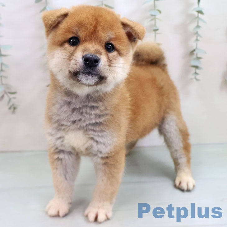 熊本県の柴犬(標準サイズ) (ペットプラス 熊本店/2025年11月14日生まれ/女の子/赤)の子犬の1枚目の画像