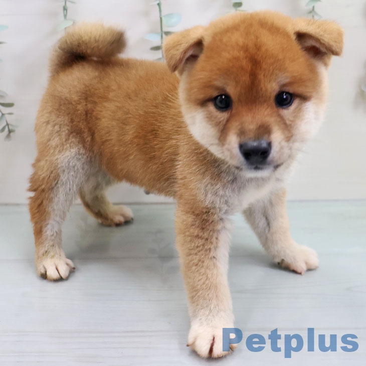 熊本県の柴犬(標準サイズ) (ペットプラス 熊本店/2025年11月14日生まれ/女の子/赤)の子犬の2枚目の画像