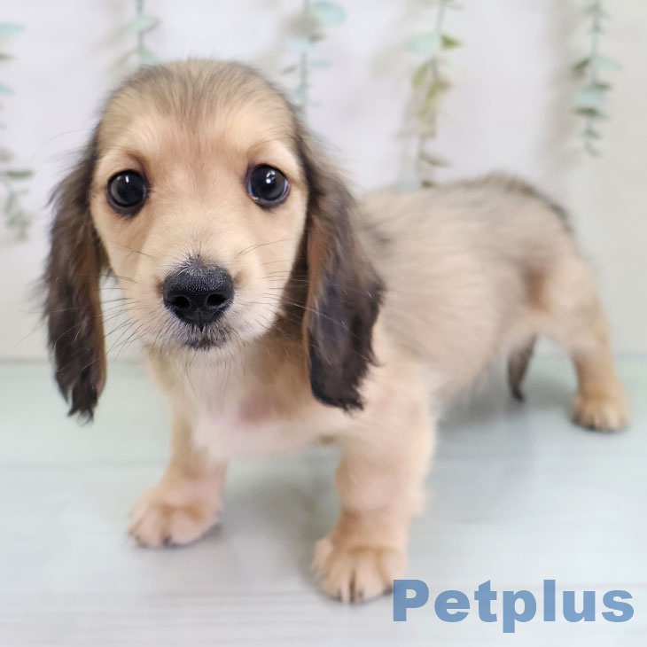 埼玉県のミニチュアダックスフンド(ロング) (ペットプラス 羽生店/2025年11月10日生まれ/男の子/シェーデットイエロー)の子犬の1枚目の画像