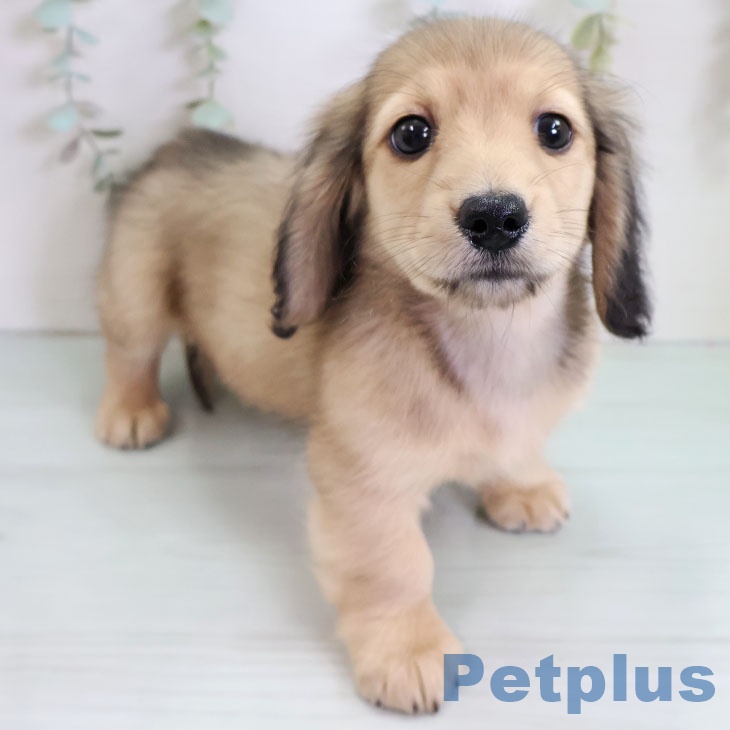 福島県のミニチュアダックスフンド(ロング) (ペットプラス イオンタウン郡山店/2025年11月10日生まれ/男の子/シェーデットイエロー)の子犬の1枚目の画像