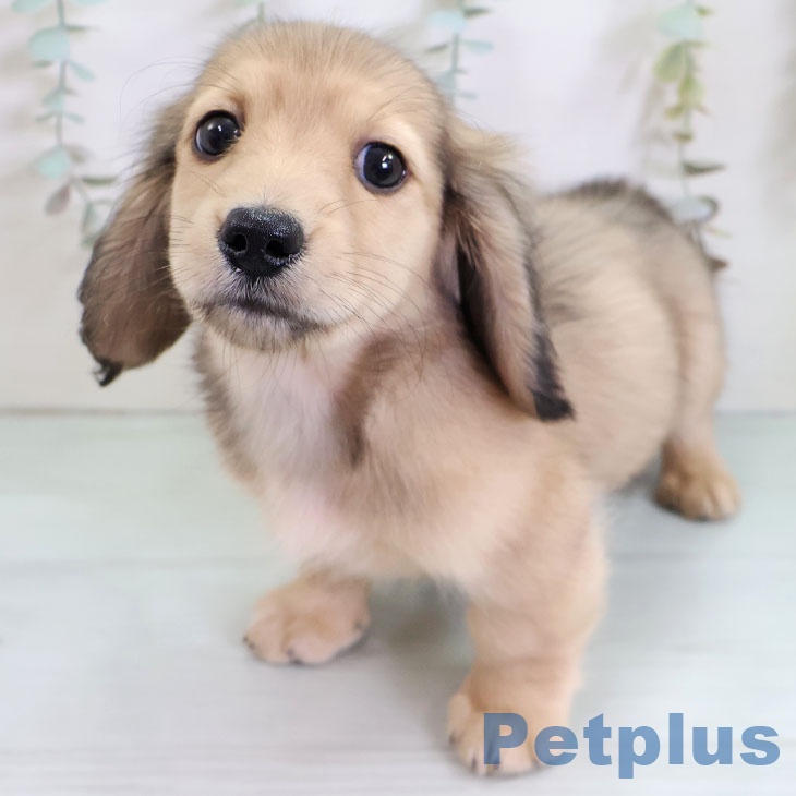 福島県のミニチュアダックスフンド(ロング) (ペットプラス イオンタウン郡山店/2025年11月10日生まれ/男の子/シェーデットイエロー)の子犬の2枚目の画像