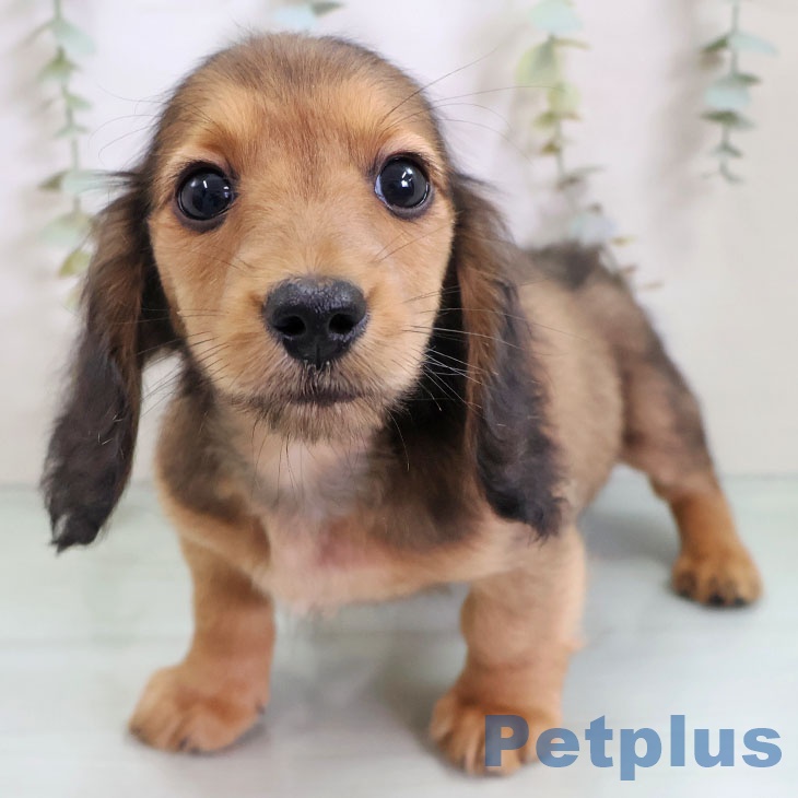 神奈川県のミニチュアダックスフンド(ロング) (ペットプラス 天王町店/2025年11月10日生まれ/男の子/シェーデットレッド)の子犬の1枚目の画像