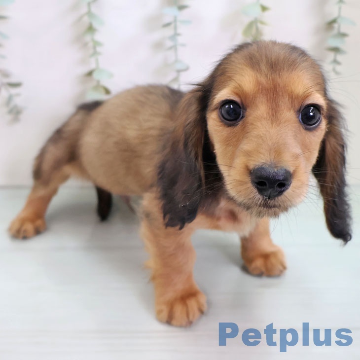 神奈川県のミニチュアダックスフンド(ロング) (ペットプラス 天王町店/2025年11月10日生まれ/男の子/シェーデットレッド)の子犬の2枚目の画像
