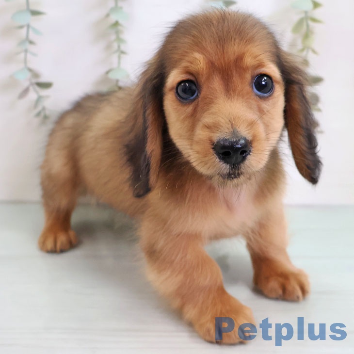 岩手県のミニチュアダックスフンド(ロング) (ペットプラス 盛岡南店/2025年11月10日生まれ/男の子/シェーデットレッド)の子犬