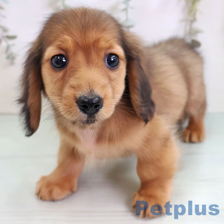 岩手県のミニチュアダックスフンド(ロング) (ペットプラス 盛岡南店/2025年11月10日生まれ/男の子/シェーデットレッド)の子犬の2枚目の画像