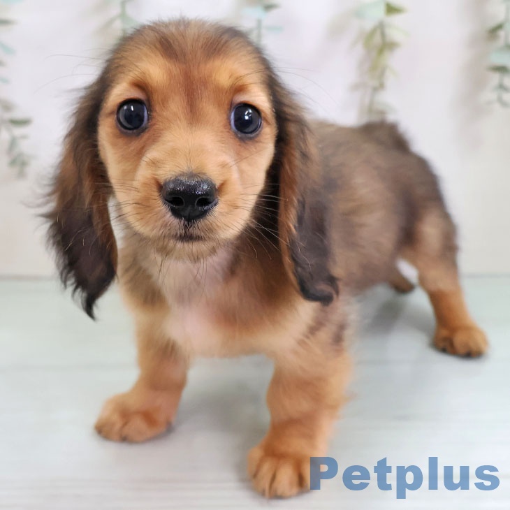 千葉県のミニチュアダックスフンド(ロング) (ペットプラス コトエ流山おおたかの森店/2025年11月10日生まれ/女の子/シェーデットレッド)の子犬の1枚目の画像