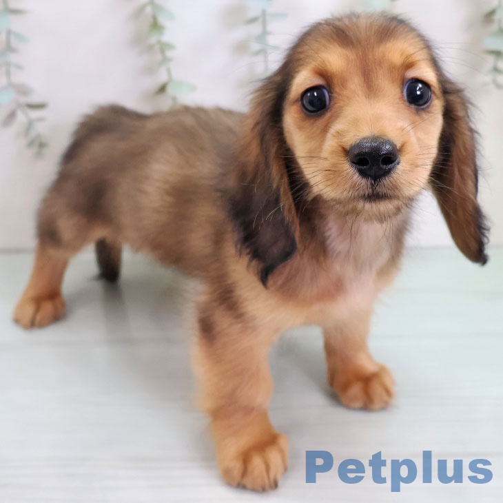 千葉県のミニチュアダックスフンド(ロング) (ペットプラス コトエ流山おおたかの森店/2025年11月10日生まれ/女の子/シェーデットレッド)の子犬の2枚目の画像