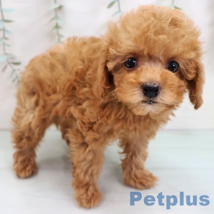 東京都のトイプードル(トイ) (ペットプラス 多摩平の森店/2025年11月15日生まれ/男の子/レッド)の子犬の1枚目の画像