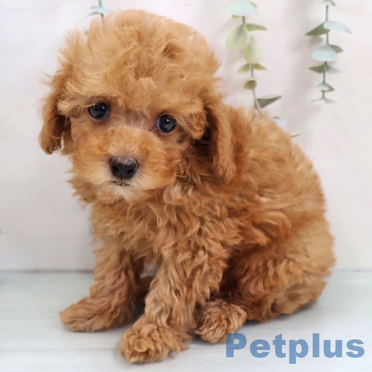 東京都のトイプードル(トイ) (ペットプラス 多摩平の森店/2025年11月15日生まれ/男の子/レッド)の子犬の2枚目の画像