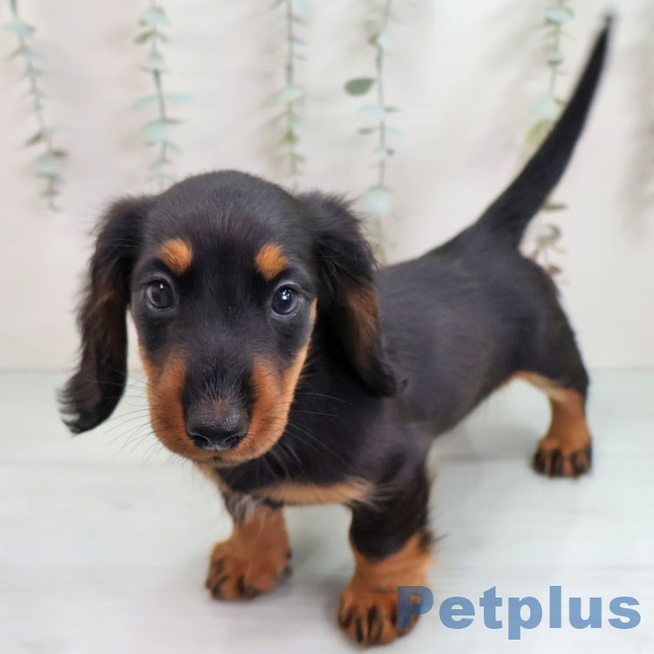 埼玉県のミニチュアダックスフンド(ロング) (ペッツワン 新座店/2025年11月11日生まれ/男の子/ブラックタン)の子犬の1枚目の画像