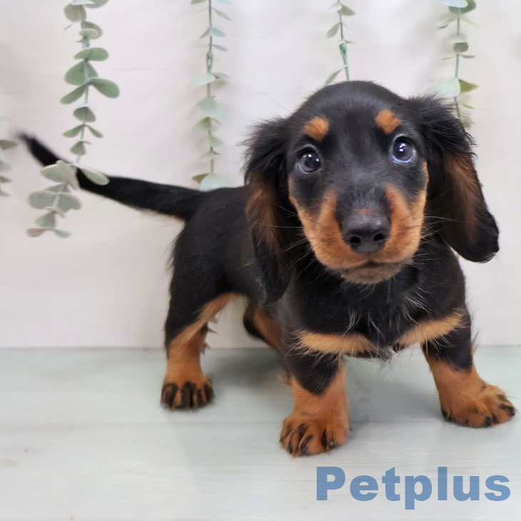 埼玉県のミニチュアダックスフンド(ロング) (ペッツワン 新座店/2025年11月11日生まれ/男の子/ブラックタン)の子犬の2枚目の画像