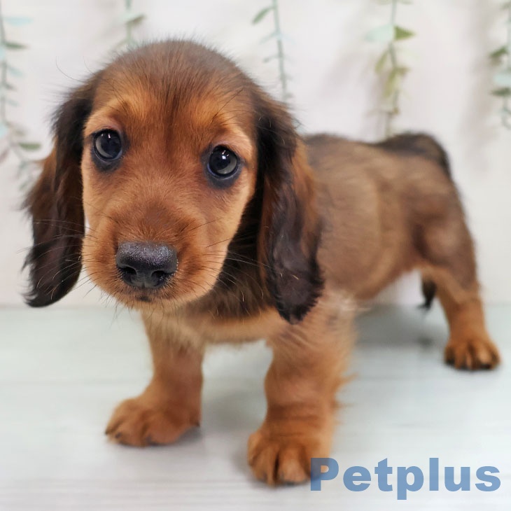 神奈川県のミニチュアダックスフンド(ロング) (ペットプラス 座間店/2025年11月11日生まれ/男の子/シェーデットレッド)の子犬の1枚目の画像