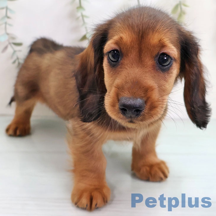 神奈川県のミニチュアダックスフンド(ロング) (ペットプラス 座間店/2025年11月11日生まれ/男の子/シェーデットレッド)の子犬の2枚目の画像
