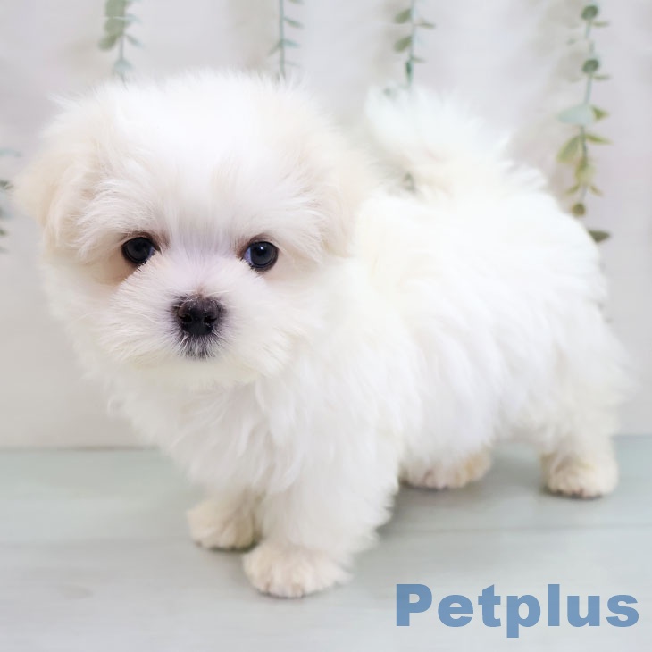 福岡県のマルチーズ (ペットプラス MARK IS 福岡ももち店/2025年11月15日生まれ/男の子/ホワイト)の子犬の1枚目の画像