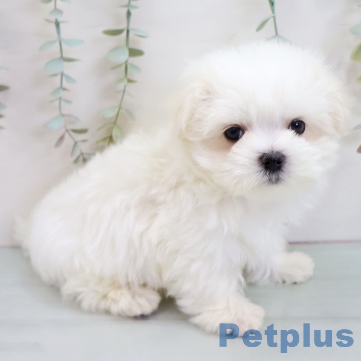 福岡県のマルチーズ (ペットプラス MARK IS 福岡ももち店/2025年11月15日生まれ/男の子/ホワイト)の子犬の2枚目の画像