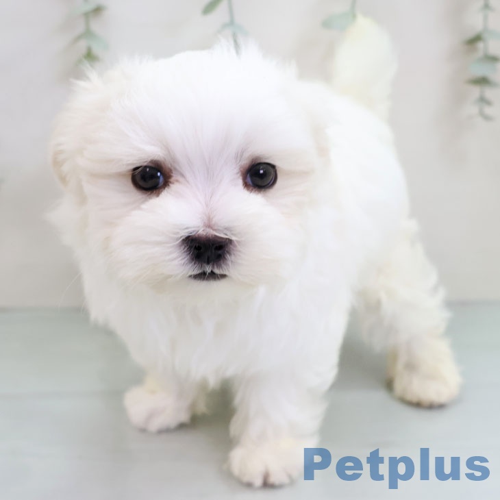 沖縄県のマルチーズ (ペットプラス 南風原店/2025年11月15日生まれ/男の子/ホワイト)の子犬の1枚目の画像