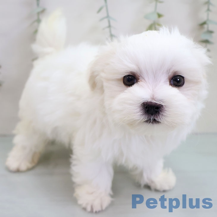 沖縄県のマルチーズ (ペットプラス 南風原店/2025年11月15日生まれ/男の子/ホワイト)の子犬の2枚目の画像