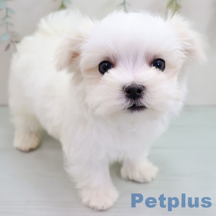 福岡県のマルチーズ (ペットプラス ららぽーと福岡店/2025年11月15日生まれ/男の子/ホワイト)の子犬の1枚目の画像
