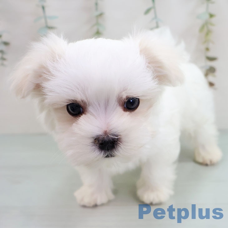 福岡県のマルチーズ (ペットプラス ららぽーと福岡店/2025年11月15日生まれ/男の子/ホワイト)の子犬の2枚目の画像