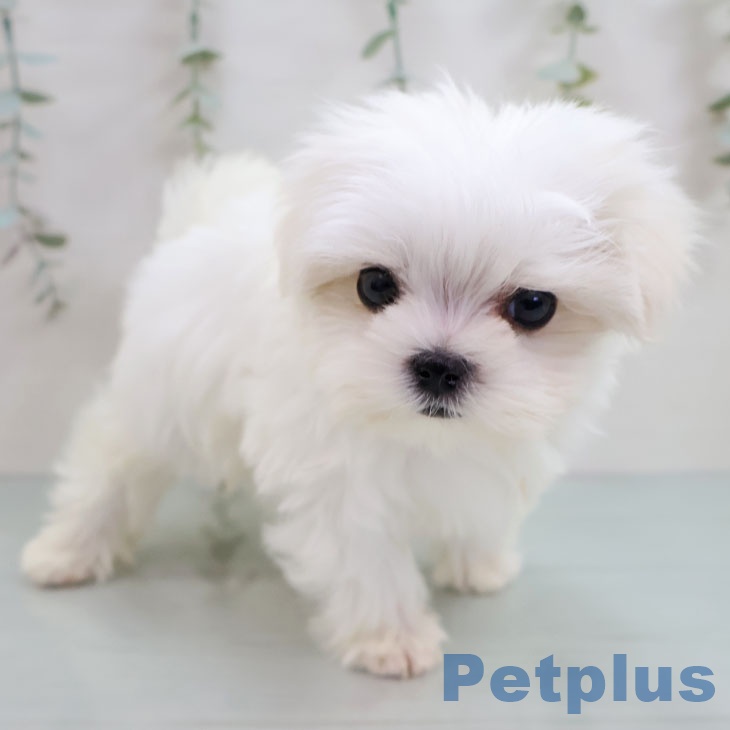 東京都のマルチーズ (ペットプラス 日の出店/2025年11月15日生まれ/男の子/ホワイト)の子犬の2枚目の画像