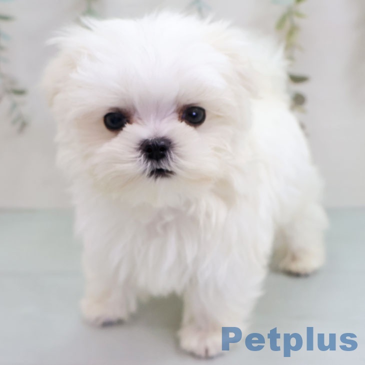 岩手県のマルチーズ (ペットプラス 盛岡南店/2025年11月15日生まれ/男の子/ホワイト)の子犬の2枚目の画像