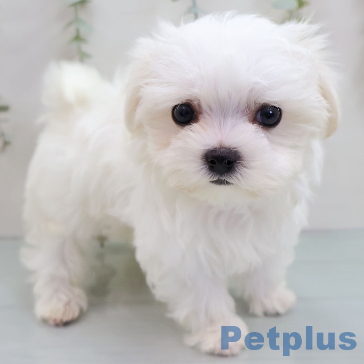 福岡県のマルチーズ (ペットプラス 八幡東店/2025年11月15日生まれ/女の子/ホワイト)の子犬の1枚目の画像