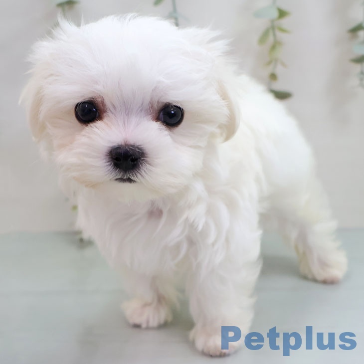 福岡県のマルチーズ (ペットプラス 八幡東店/2025年11月15日生まれ/女の子/ホワイト)の子犬の2枚目の画像