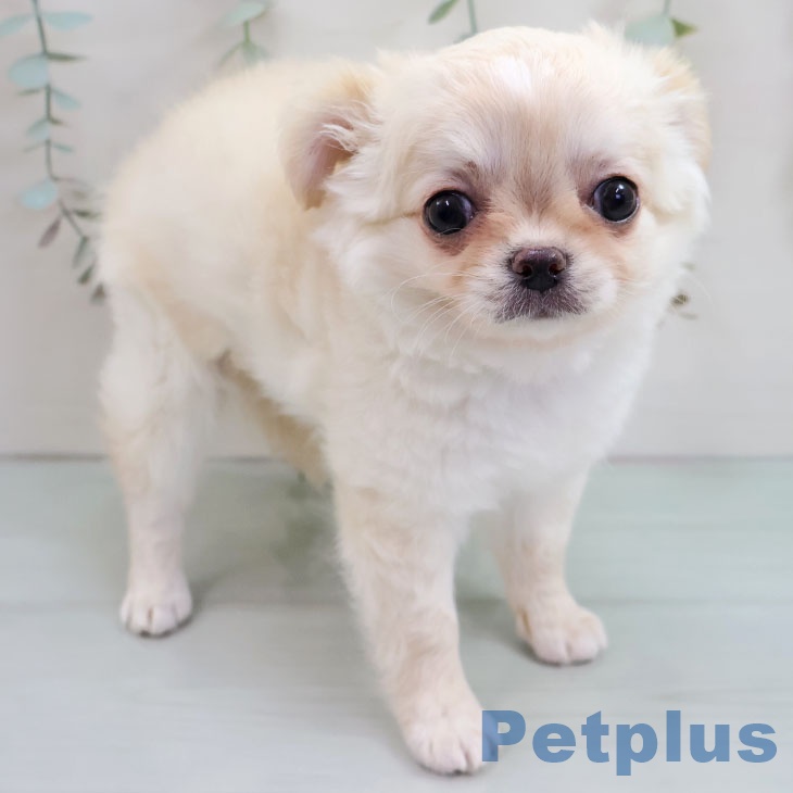 茨城県のチワワ(ロング) (ペッツワン 古河店/2025年11月11日生まれ/女の子/クリームホワイト)の子犬の1枚目の画像