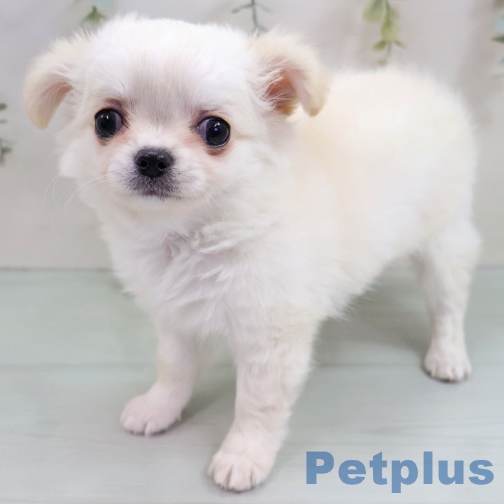 神奈川県のチワワ(ロング) (ペットプラス 湘南平塚店/2025年11月11日生まれ/女の子/クリームホワイト)の子犬の2枚目の画像