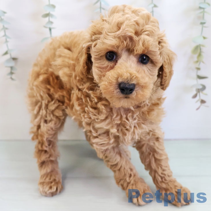 福岡県のトイプードル(トイ) (ペットプラス 福岡伊都店/2025年11月19日生まれ/男の子/レッド)の子犬の1枚目の画像