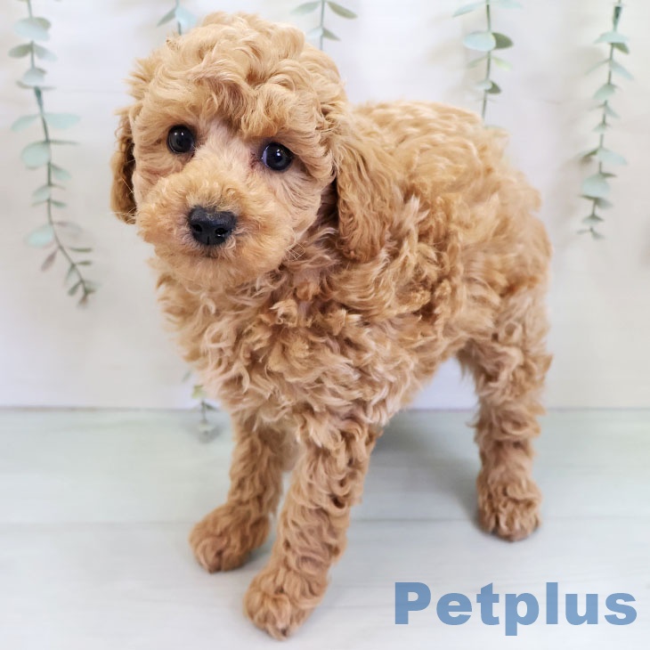 福岡県のトイプードル(トイ) (ペットプラス 福岡伊都店/2025年11月19日生まれ/男の子/レッド)の子犬の2枚目の画像