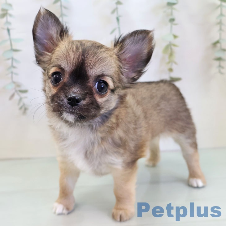 沖縄県のチワワ(ロング) (ペットプラス 沖縄ライカム店/2025年11月19日生まれ/女の子/フォーン)の子犬