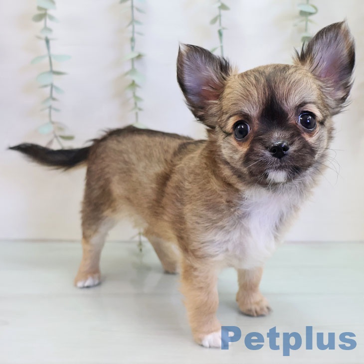 沖縄県のチワワ(ロング) (ペットプラス 沖縄ライカム店/2025年11月19日生まれ/女の子/フォーン)の子犬の2枚目の画像