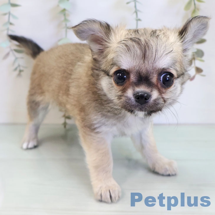 福岡県のチワワ(ロング) (ペットプラス 八幡東店/2025年11月19日生まれ/女の子/フォーン)の子犬