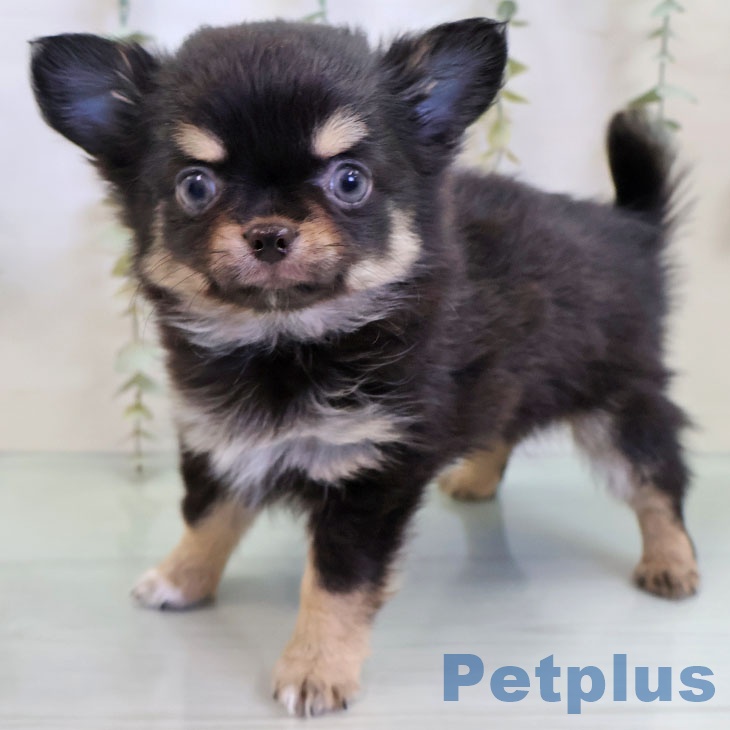 福岡県のチワワ(ロング) (ペットプラス 福岡店/2025年11月15日生まれ/男の子/ブラックタン)の子犬の1枚目の画像