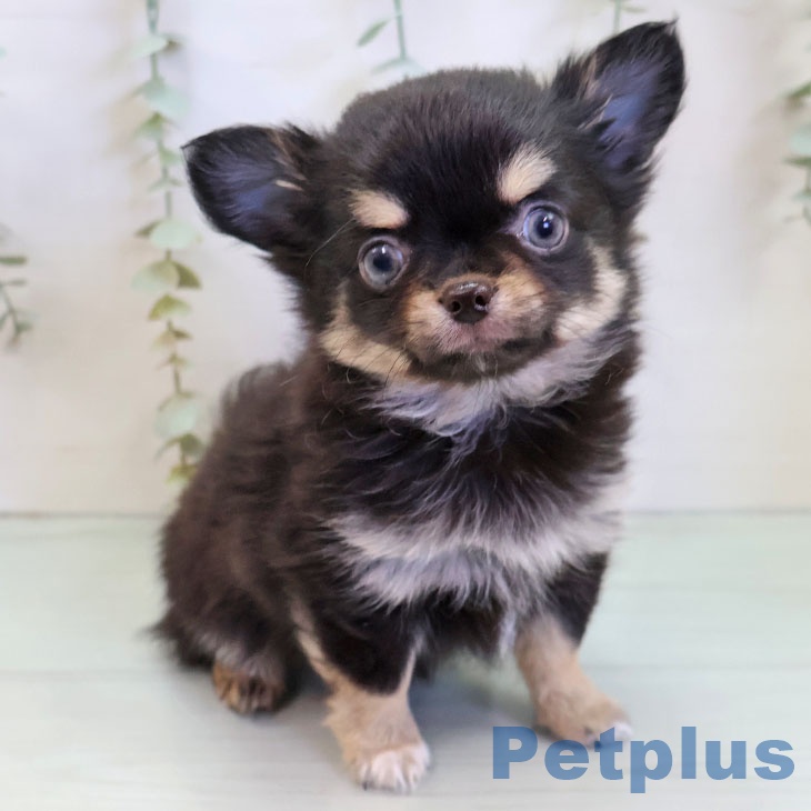 福岡県のチワワ(ロング) (ペットプラス 福岡店/2025年11月15日生まれ/男の子/ブラックタン)の子犬の2枚目の画像