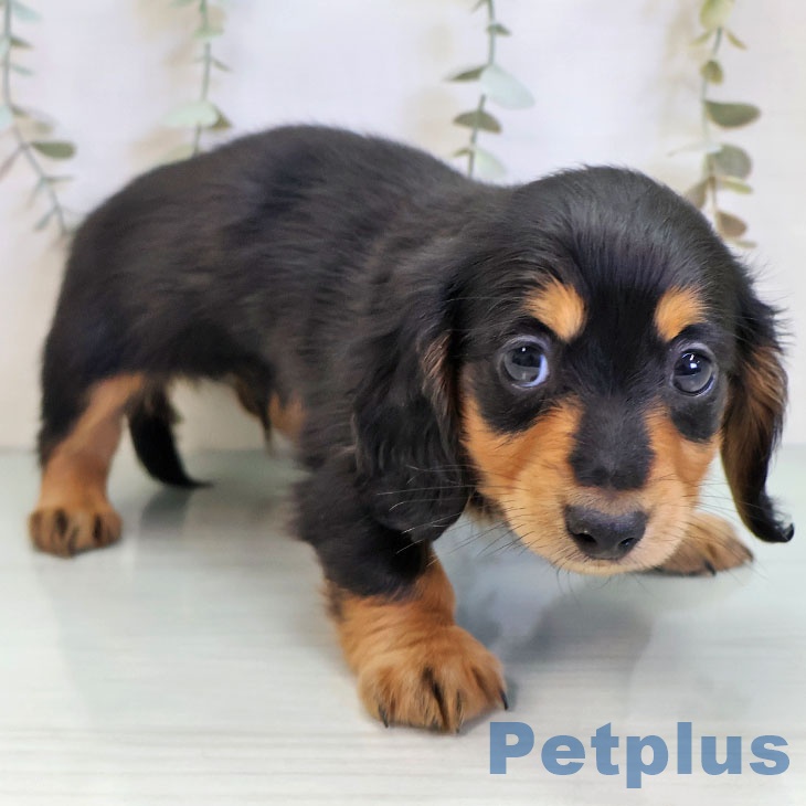 宮崎県のミニチュアダックスフンド(ロング) (ペットプラス 宮崎店/2025年11月15日生まれ/男の子/ブラックタン)の子犬の1枚目の画像
