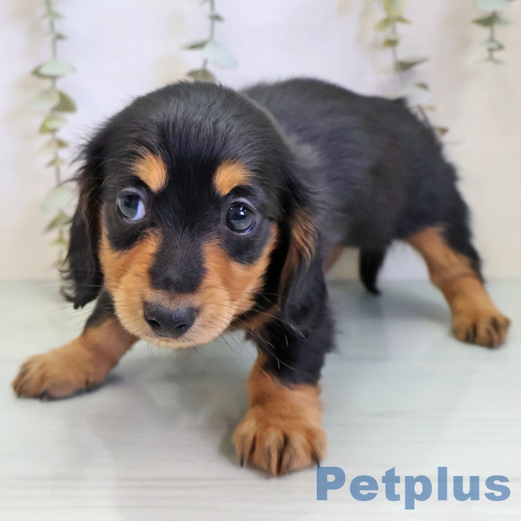 宮崎県のミニチュアダックスフンド(ロング) (ペットプラス 宮崎店/2025年11月15日生まれ/男の子/ブラックタン)の子犬の2枚目の画像